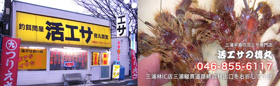 海上釣堀 ブリ ワラサ 連釣 イカ肝 限定数入荷 地方発送可