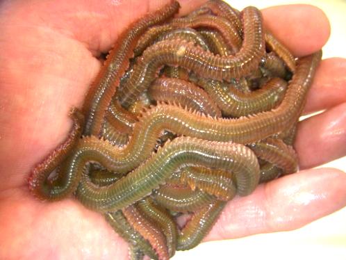 活エサ 虫エサ 活きエサの徳丸 みうら半島の釣り餌は徳丸