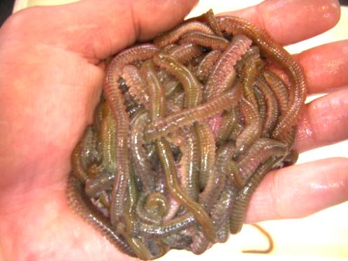 活エサ 虫エサ 活きエサの徳丸 みうら半島の釣り餌は徳丸