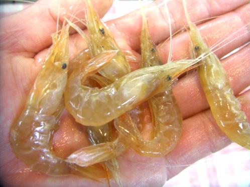 やわらか海エビ 入荷しました