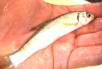 最新のお知らせ みうら半島の釣エサは 活エサの徳丸