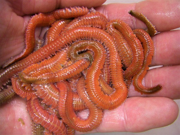 活エサ 虫エサ 活きエサの徳丸 みうら半島の釣り餌は徳丸