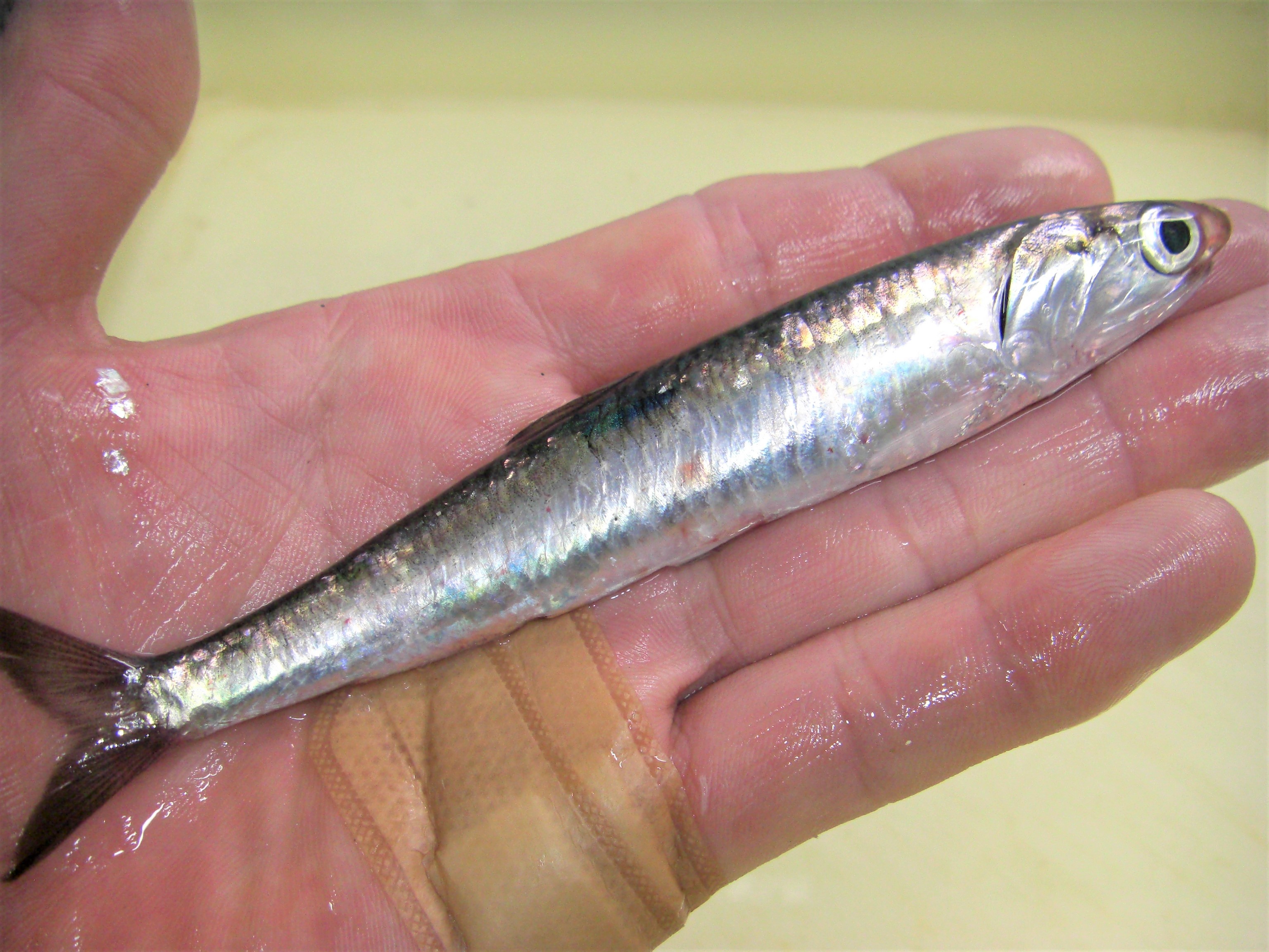 活シコイワシ 売切れ 釣堀青物 ヒラメ カツオ特餌