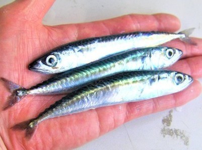 最新のお知らせ みうら半島の釣エサは 活エサの徳丸