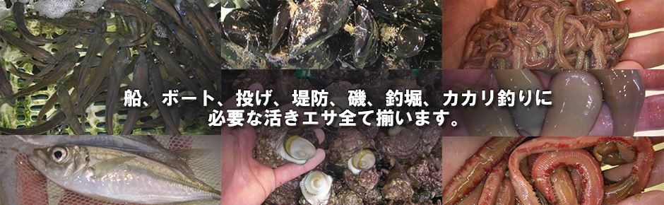 活エサ 虫エサ 活きエサの徳丸 みうら半島の生き餌は徳丸