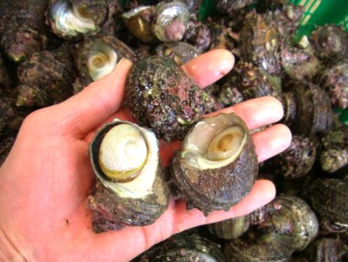 石鯛用 小粒活サザエ 地方発送のお知らせ 多量のご予約はなるべくお早めに 石鯛用 小粒活サザエ 地方発送のお知らせ 多量のご予約はなるべくお早めに