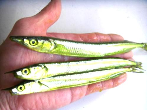 釣堀青物の必釣エサ 仔サヨリ 再入荷しました 釣堀青物の必釣エサ 仔サヨリ 再入荷しました