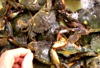 マダコ用 イシガニ 入荷 マダコ用 イシガニ 入荷