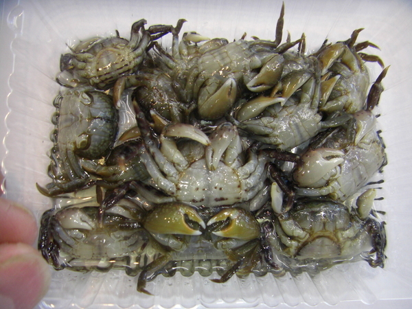 小磯ガニ 活〆冷凍入荷 チヌ マダイ 石鯛 イシガキ特餌 小磯ガニ 活〆冷凍入荷 チヌ マダイ 石鯛 イシガキ特餌