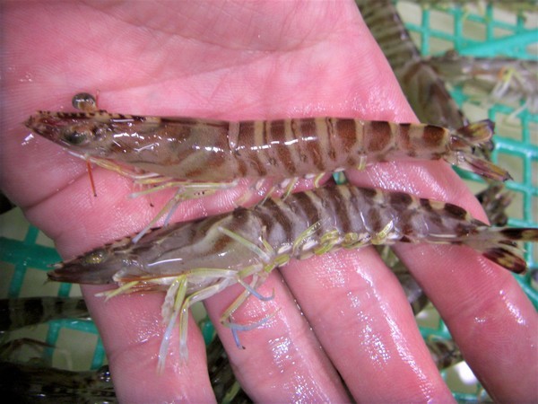 活サイマキ 欠品中 青物 Amp マダイ特効餌 最強の喰い 車エビ極小