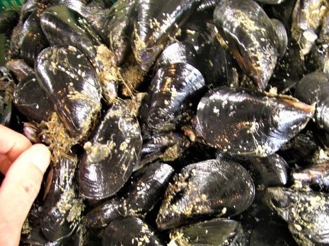 活カラス貝入荷 売切れ石鯛 マダイ シマアジ特効餌 活カラス貝入荷 売切れ石鯛 マダイ シマアジ特効餌