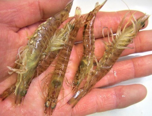 最新のお知らせ みうら半島の生き餌は 活エサの徳丸 最新のお知らせ みうら半島の生き餌は 活エサの徳丸