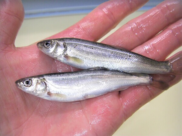 釣れない日の決定打 釣堀青物 特効 サイズ 極小ウグイ随時販売中 釣れない日の決定打 釣堀青物 特効 サイズ 極小ウグイ随時販売中