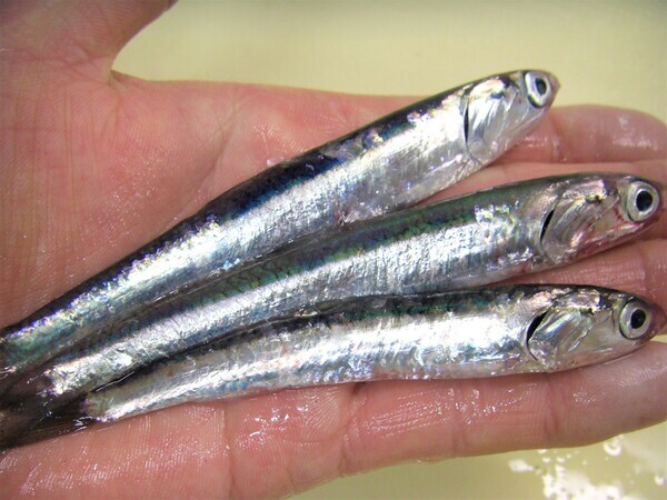 最新のお知らせ みうら半島の生き餌は 活エサの徳丸 最新のお知らせ みうら半島の生き餌は 活エサの徳丸