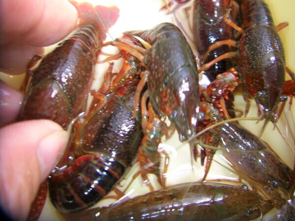 仔ザリガ二 入荷 要予約 チヌ マダイ マゴチ 石鯛 仔ザリガ二 入荷 要予約 チヌ マダイ マゴチ 石鯛