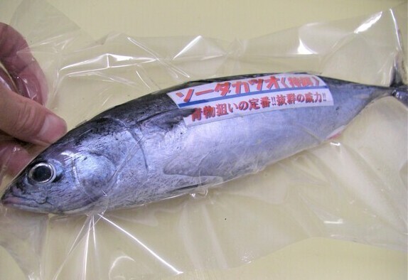 釣堀青物の特効エサ ソーダガツオ 新物