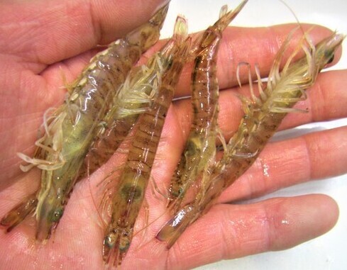 活サイマキエビ 入荷 青物 Amp マダイ特効餌 最強の喰い 車エビ極小 活サイマキエビ 入荷 青物 Amp マダイ特効餌 最強の喰い 車エビ極小