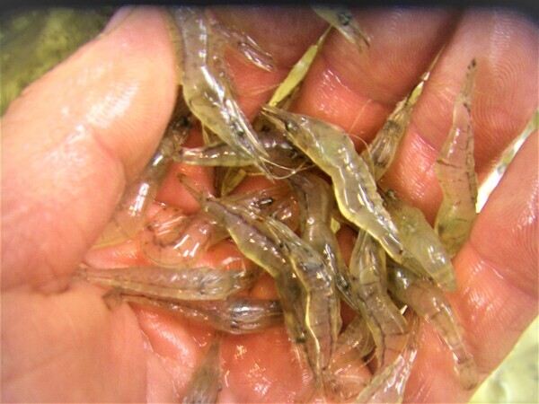 シラサエビ 販売中 チヌ 真鯛 石鯛用活エビ シマアジ良く喰ってます シラサエビ 販売中 チヌ 真鯛 石鯛用活エビ シマアジ良く喰ってます