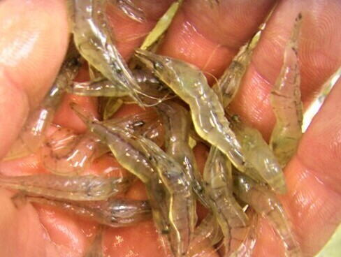 活シラサエビ 販売中 チヌ 石鯛 真鯛 シマアジ好餌 活シラサエビ 販売中 チヌ 石鯛 真鯛 シマアジ好餌